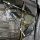 CAE Ultra Shifter Focus MK 1 RS mit MTX75 Getr.